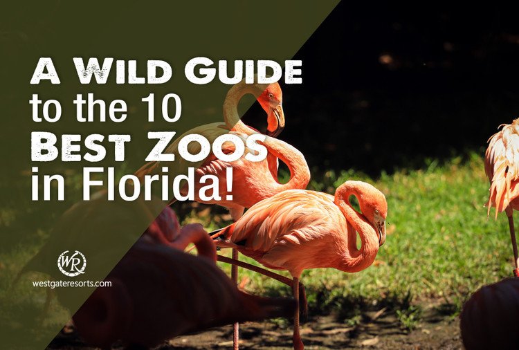 A Wild Guide to the 10 Best Zoos in Florida!