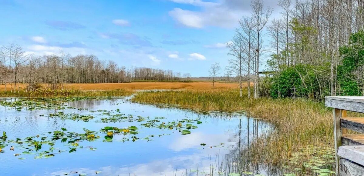 Get Outdoors in Orlando: Where to Scout for Flora and Fauna