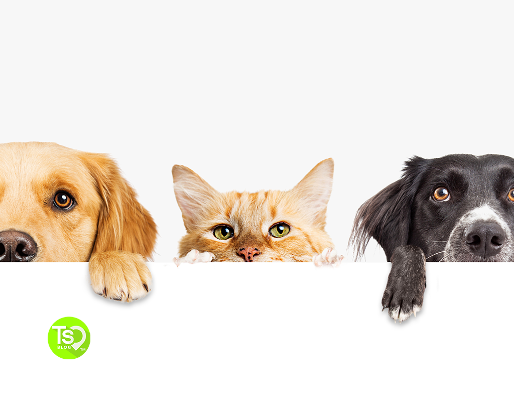 Pet Friendly Vacations: Your Go-To Guide