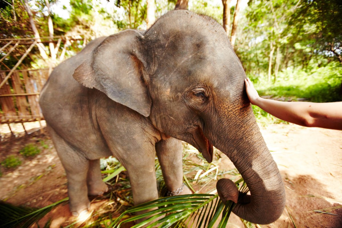 Petting Elephant, Cute baby elephant in Thailand