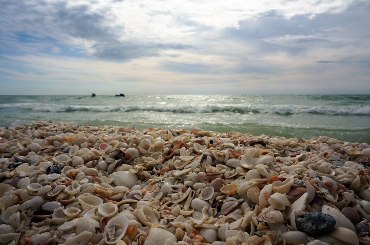 shells on a beach