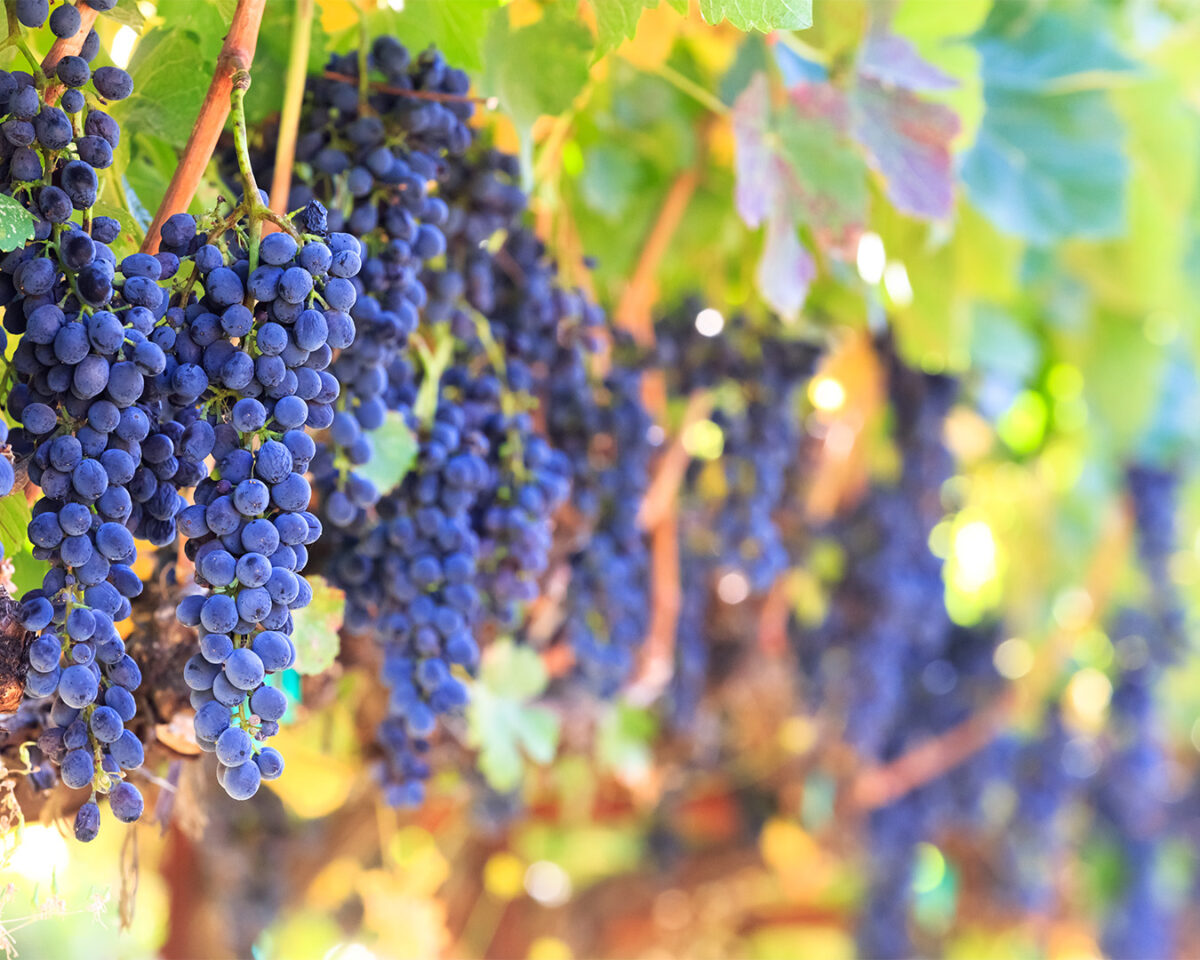 Spotlight on Napa Certified Green Wineries