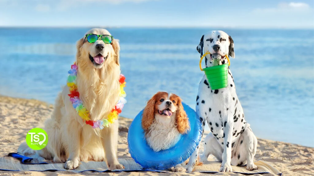 How to Bring Fido On Vacation With Pet-Friendly Timeshares