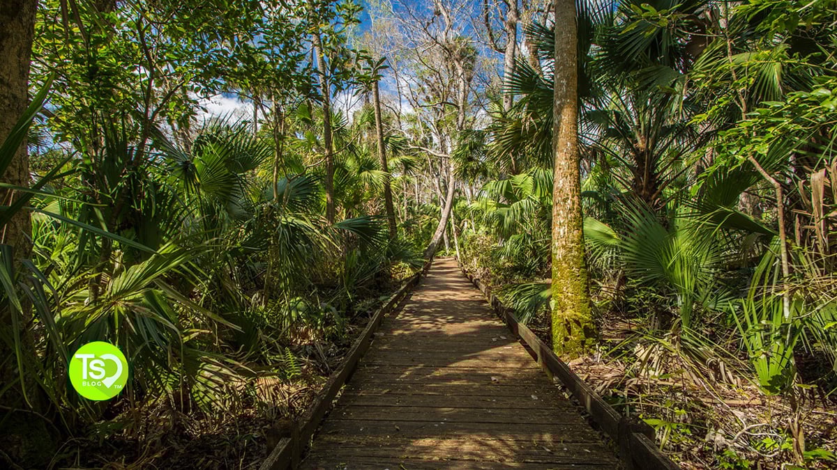 Ocala National Forest: America’s Top Travel Destination for 2025